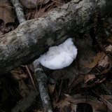 Climacodon pulcherrimus image