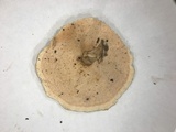 Coltricia cinnamomea image