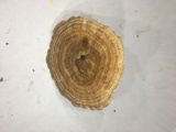 Coltricia cinnamomea image