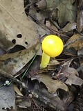 Boletus curtisii image