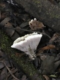 Podoscypha petalodes image