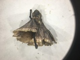 Podoscypha petalodes image