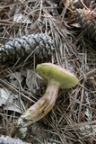 Boletus patrioticus image