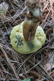 Boletus patrioticus image