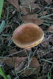 Gyroporus castaneus image