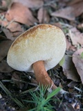 Gyroporus castaneus image
