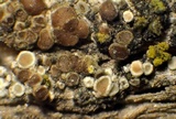 Myriolecis dispersa image