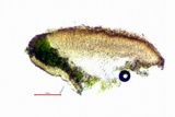 Myriolecis dispersa image