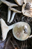 Lactarius subvernalis var. cokeri image