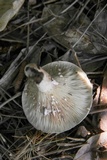 Lactarius subvernalis image