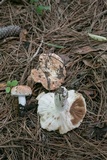 Russula compacta image