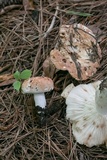 Russula compacta image