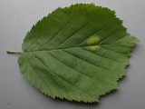 Mamianiella coryli image