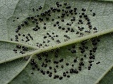 Mamianiella coryli image