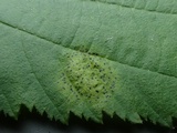 Mamianiella coryli image