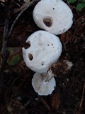 Amanita longipes image