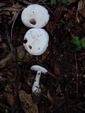 Amanita longipes image