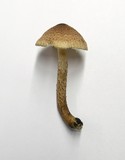 Tricholoma aurantio-olivaceum image