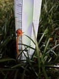 Psilocybe tampanensis image