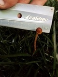Psilocybe tampanensis image