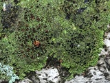 Phaeophyscia ciliata image