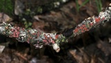 Peniophora rufa image