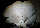 Mycorrhaphium adustum image