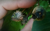Gymnosporangium clavipes image