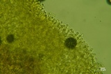 Athelia acrospora image