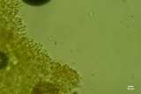 Athelia acrospora image