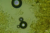 Athelia acrospora image