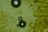 Athelia acrospora image