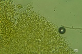 Athelia acrospora image