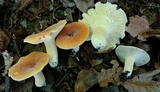Lactifluus hygrophoroides image
