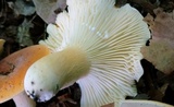 Lactifluus hygrophoroides image