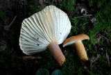 Lactifluus hygrophoroides image