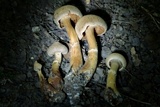 Cortinarius distans image