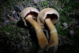 Cortinarius distans image