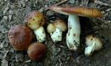 Russula foetentula image