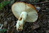 Russula foetentula image