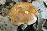 Russula foetentula image