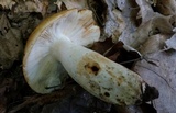 Russula foetentula image