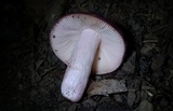 Russula mariae image