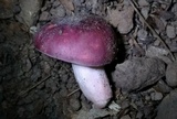 Russula mariae image
