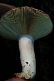 Russula mariae image