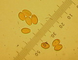 Kuehneromyces vernalis image