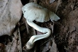 Amanita farinosa image