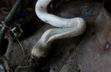 Amanita farinosa image