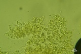 Sistotrema brinkmannii image