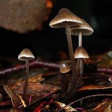 Image of Mycena atrata